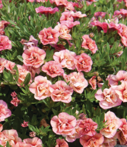 Can-Can Rosies Apricote