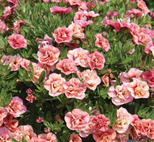Can-Can Rosies Apricote