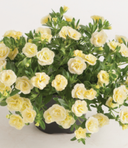 Can-Can Rosies Light Yellow