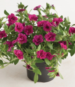 Can-Can Rosies Magenta