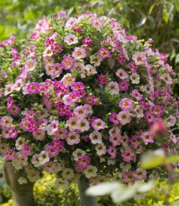 Chameleon Pink Passion