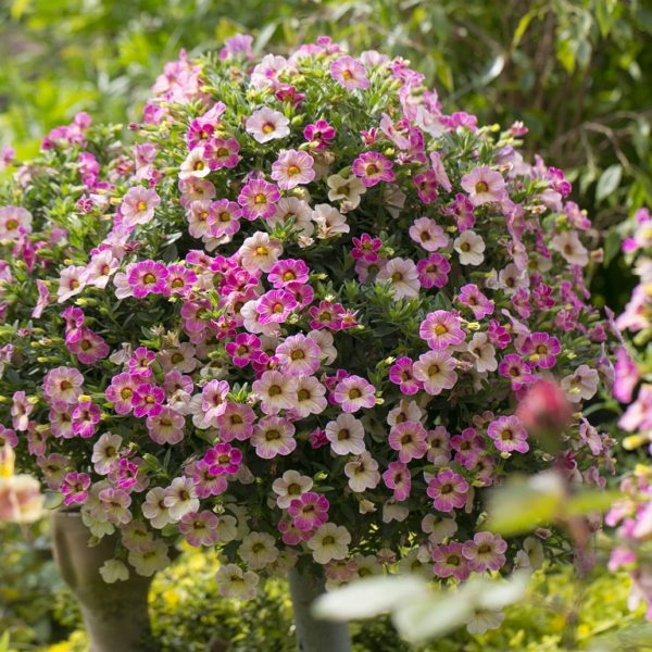 Chameleon Pink Passion