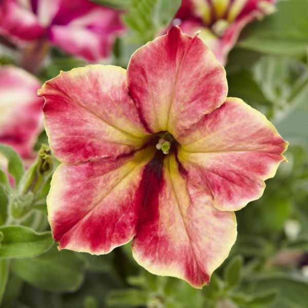 Chameletunia Cherry Vanilla