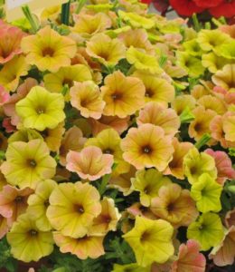 Chameletunia Mango