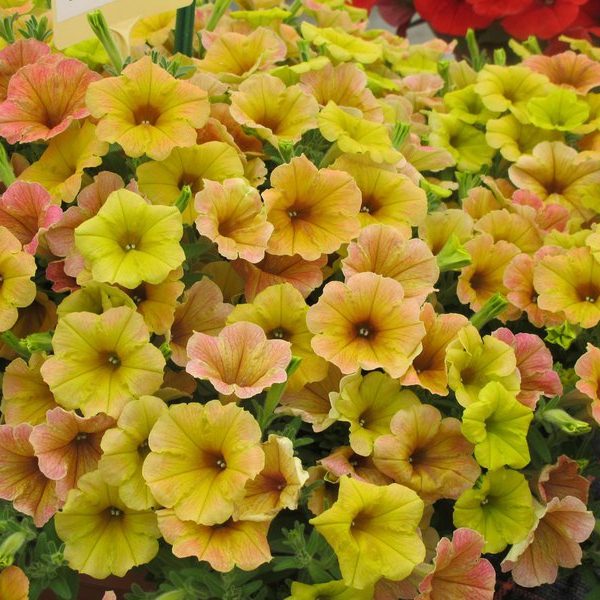Chameletunia Mango