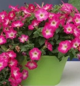 Chameletunia Neon Sugar Beat