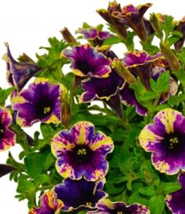 Chameletunia Purple Splash