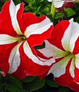 Chameletunia Red Heart