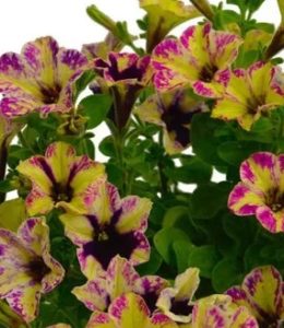 Chameletunia Rose Splash