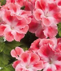 Clarion Peach