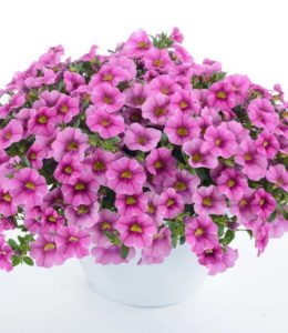 Colibri PINK LACE