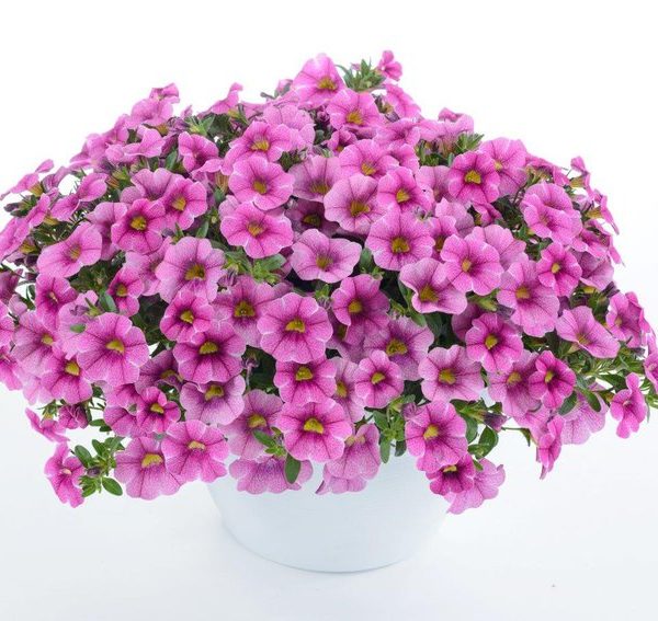Colibri PINK LACE