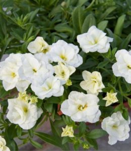 Compact Double White