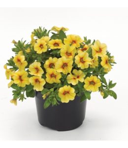 Conga Lemon