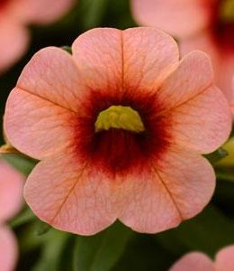 Conga Orange Kiss