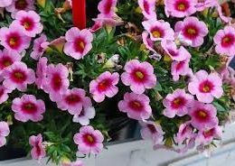 Conga Pink Kiss