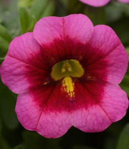 Conga Rose Kiss