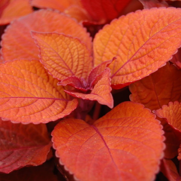 Copper