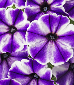 Crazytunia Blue Ice