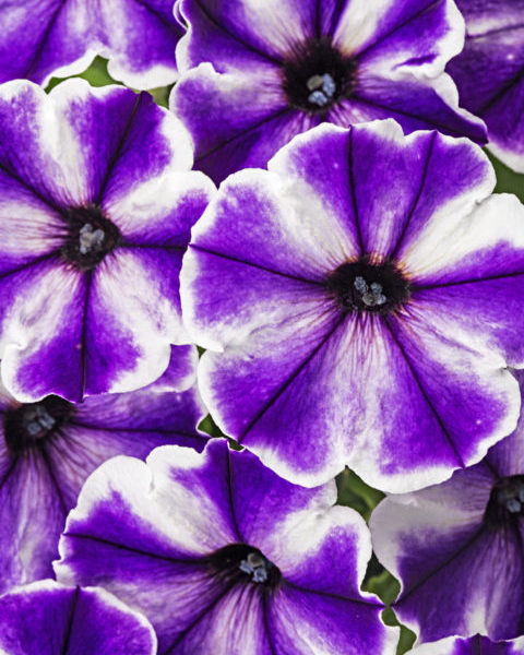 Crazytunia Blue Ice