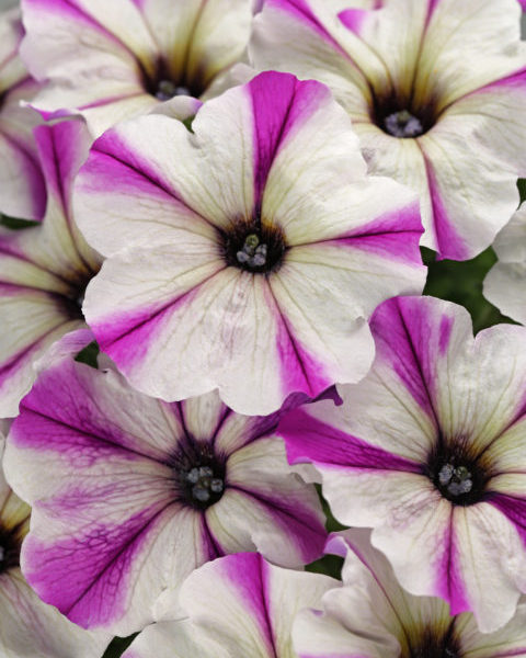 Crazytunia Maniac Lilac