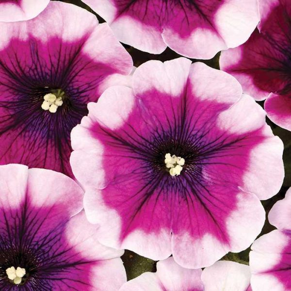 Crazytunia Passion Punch