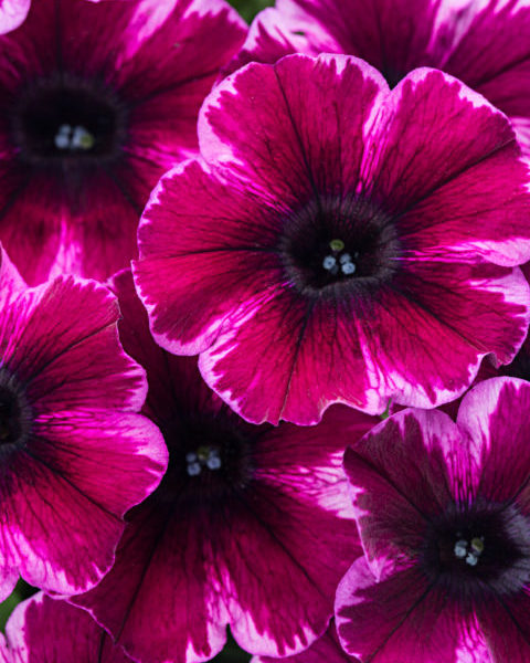 Crazytunia Ultra Violet