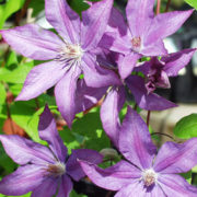 DOROTHY WALTON