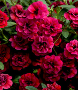 Double Dark Red Double Dark Red