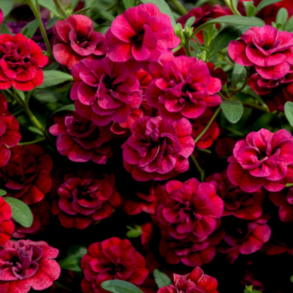 Double Dark Red