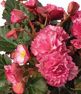 Elatior Frivola Pink Elatior Frivola Pink