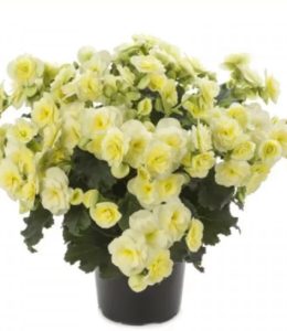 Elatior Glory Lemon. Elatior Glory Lemon.