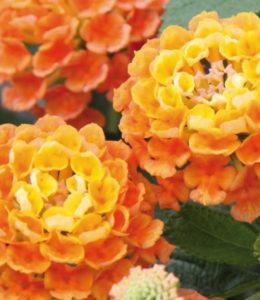 Esperanta Orange Esperanta Orange