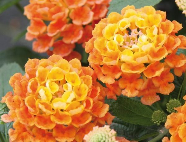 Esperanta Orange