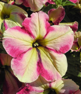 Famous Cherry Star
