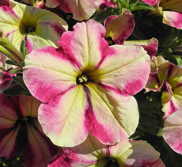Famous Cherry Star