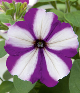 Famous Swirl Blueberry