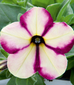 Famous Swirl Cherry Banana