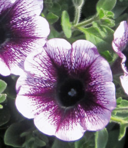 Famous Violet Dark Eye