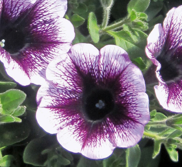 Famous Violet Dark Eye