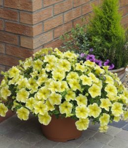 Fanfare Yellow