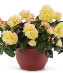Fragrant Falls Lemon_2