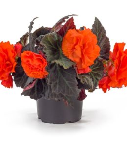 Fragrant Falls ORANGE Fragrant Falls ORANGE