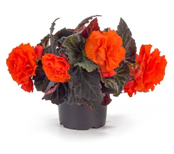Fragrant Falls ORANGE