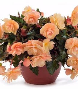 Fragrant Falls Peach
