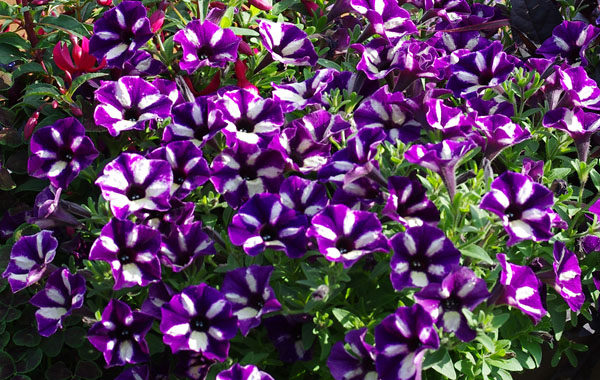 Petunie Grape Star für Balkon und Terrasse