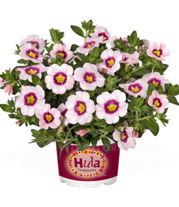 Hula Appleblossom Hula Appleblossom