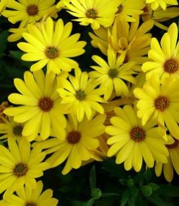Impassion Intensive Yellow