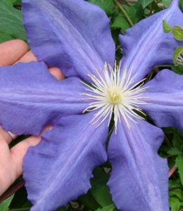 LUTHER BURBANK_3