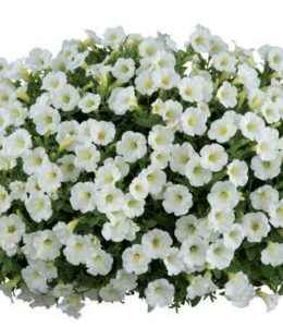 Little White Grace